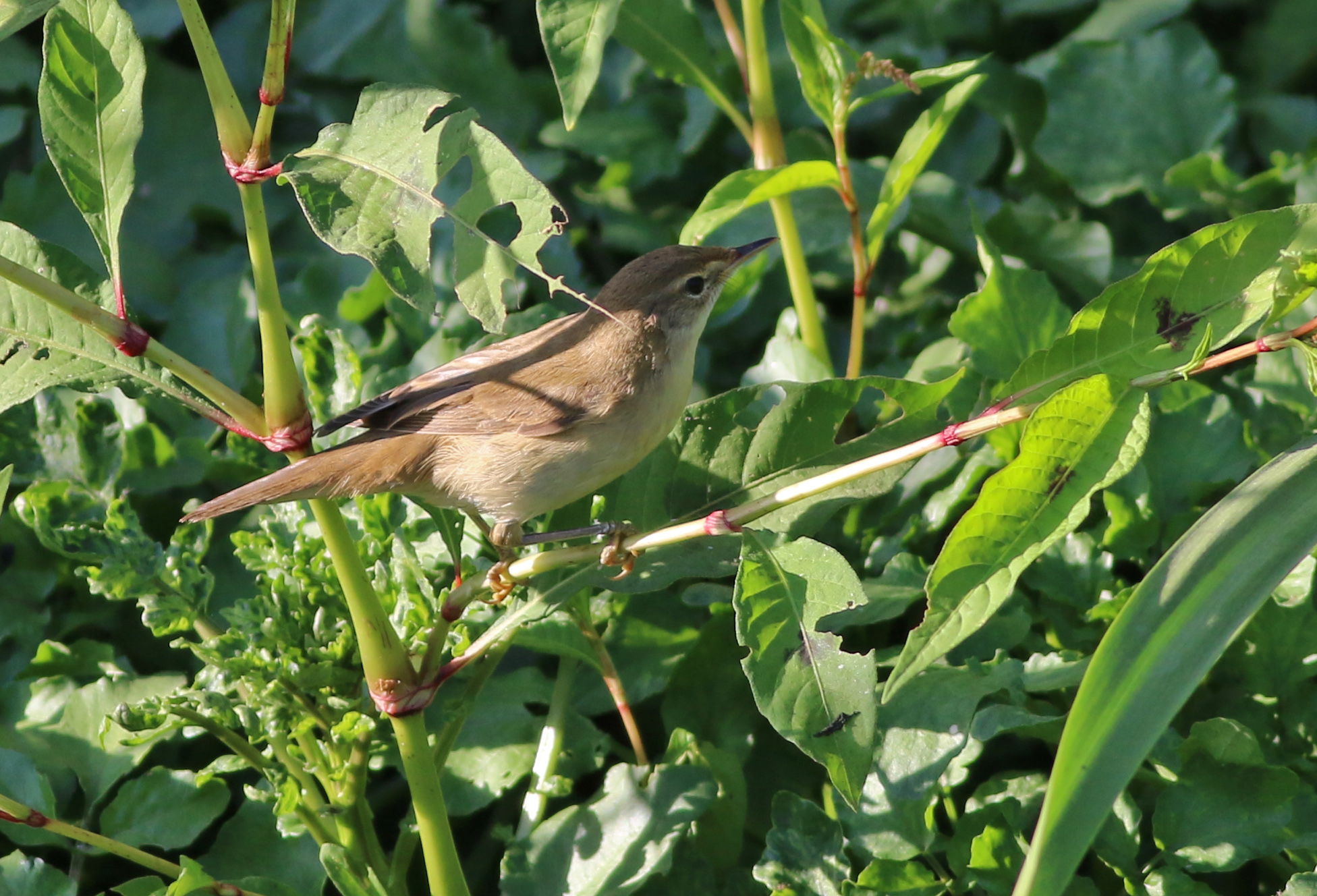 Booted Warbler — Ana fotoğraf